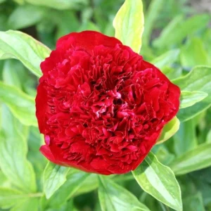 Red Charm Peony Seeds - Perennial Paeonia - 10 Seeds - Attract Butterflies - Image 13