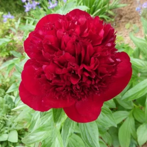 Red Charm Peony Seeds - Perennial Paeonia - 10 Seeds - Attract Butterflies - Image 14