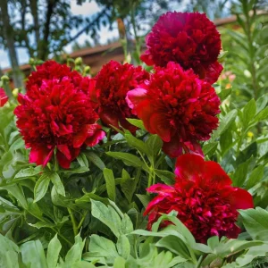 Red Charm Peony Seeds - Perennial Paeonia - 10 Seeds - Attract Butterflies - Image 15