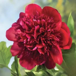 Red Charm Peony Seeds - Perennial Paeonia - 10 Seeds - Attract Butterflies - Image 16