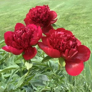 Red Charm Peony Seeds - Perennial Paeonia - 10 Seeds - Attract Butterflies - Image 18