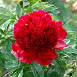 Red Charm Peony Seeds - Perennial Paeonia - 10 Seeds - Attract Butterflies - Image 2