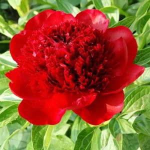 Red Charm Peony Seeds - Perennial Paeonia - 10 Seeds - Attract Butterflies - Image 3