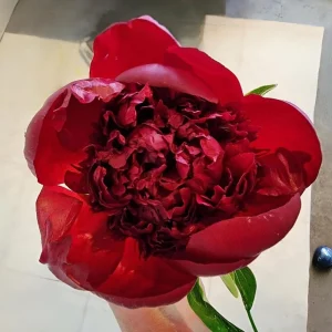 Red Charm Peony Seeds - Perennial Paeonia - 10 Seeds - Attract Butterflies - Image 4