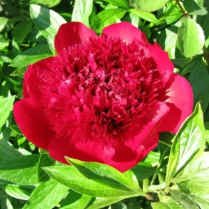 Red Charm Peony Seeds - Perennial Paeonia - 10 Seeds - Attract Butterflies - Image 5