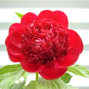 Red Charm Peony Seeds - Perennial Paeonia - 10 Seeds - Attract Butterflies - Image 6