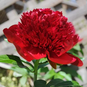 Red Charm Peony Seeds - Perennial Paeonia - 10 Seeds - Attract Butterflies - Image 7