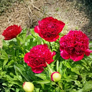 Red Charm Peony Seeds - Perennial Paeonia - 10 Seeds - Attract Butterflies - Image 8