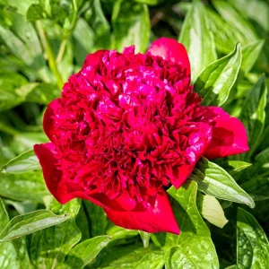 Red Charm Peony Seeds - Perennial Paeonia - 10 Seeds - Attract Butterflies - Image 9