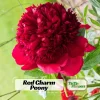 Red Charm Peony Seeds - Perennial Paeonia - 10 Seeds - Attract Butterflies - Image 1