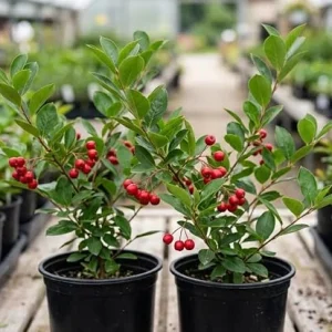 Red Chokeberry Live Plants - Pack of 2 Starter Bushes, 8-12 Inch Tall in 4 Inch Pots, Outdoor - Image 3