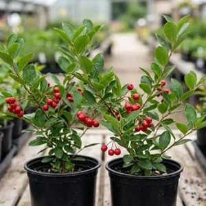 Red Chokeberry Live Plants - Pack of 2 Starter Bushes, 8-12 Inch Tall in 4 Inch Pots, Outdoor - Image 1