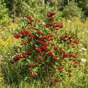 Red Chokeberry Live Plants - Pack of 3 Shrubs, 8-12 Inch Tall in 4 Inch Pots, Brilliant Red Fruits, Outdoor Landscaping - Image 5