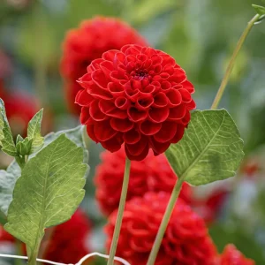 Red Cornel Dahlia Seeds - 40 Count Pack - Heirloom, Pollinator Friendly - Image 10