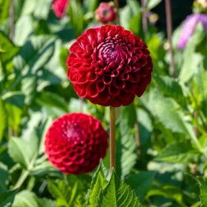 Red Cornel Dahlia Seeds - 40 Count Pack - Heirloom, Pollinator Friendly - Image 11