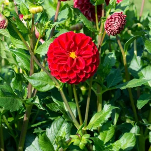 Red Cornel Dahlia Seeds - 40 Count Pack - Heirloom, Pollinator Friendly - Image 2