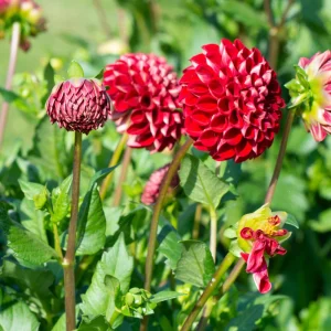 Red Cornel Dahlia Seeds - 40 Count Pack - Heirloom, Pollinator Friendly - Image 3