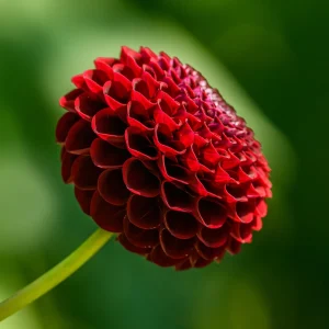 Red Cornel Dahlia Seeds - 40 Count Pack - Heirloom, Pollinator Friendly - Image 4