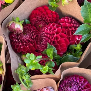 Red Cornel Dahlia Seeds - 40 Count Pack - Heirloom, Pollinator Friendly - Image 5