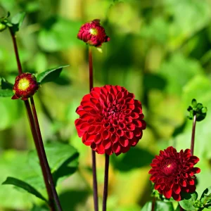 Red Cornel Dahlia Seeds - 40 Count Pack - Heirloom, Pollinator Friendly - Image 6