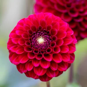 Red Cornel Dahlia Seeds - 40 Count Pack - Heirloom, Pollinator Friendly - Image 7