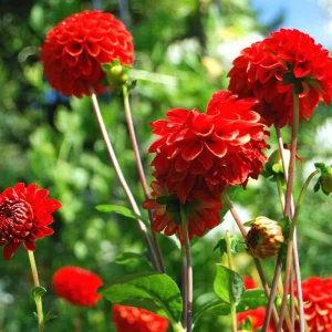 Red Cornel Dahlia Seeds - 40 Count Pack - Heirloom, Pollinator Friendly - Image 8