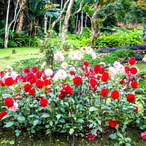 Red Cornel Dahlia Seeds - 40 Count Pack - Heirloom, Pollinator Friendly - Image 9