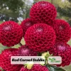 Red Cornel Dahlia Seeds - 40 Count Pack - Heirloom, Pollinator Friendly - Image 1