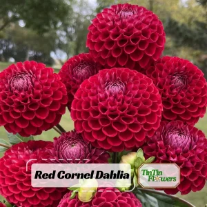 Red Cornel Dahlia Seeds - 40 Count Pack - Heirloom, Pollinator Friendly - Image 1