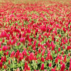 Red Crimson Clover Seeds - 100 Count Pack - Easy Grow Ground Cover - Image 10