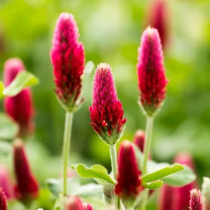 Red Crimson Clover Seeds - 100 Count Pack - Easy Grow Ground Cover - Image 3
