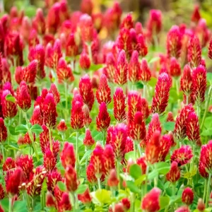 Red Crimson Clover Seeds - 100 Count Pack - Easy Grow Ground Cover - Image 4