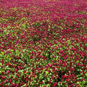 Red Crimson Clover Seeds - 100 Count Pack - Easy Grow Ground Cover - Image 5