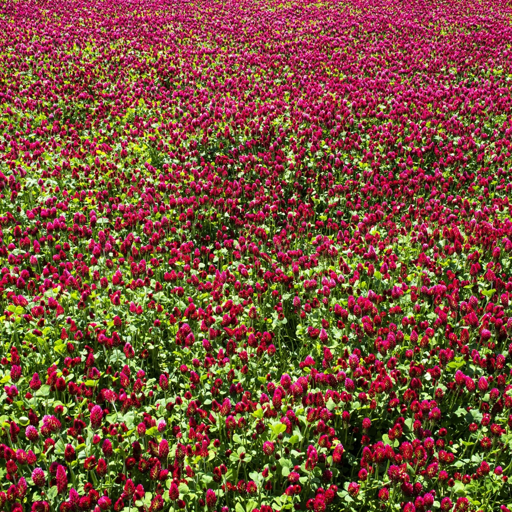 Red Crimson Clover Seeds - 100 Count Pack - Easy Grow Ground Cover - Image 5