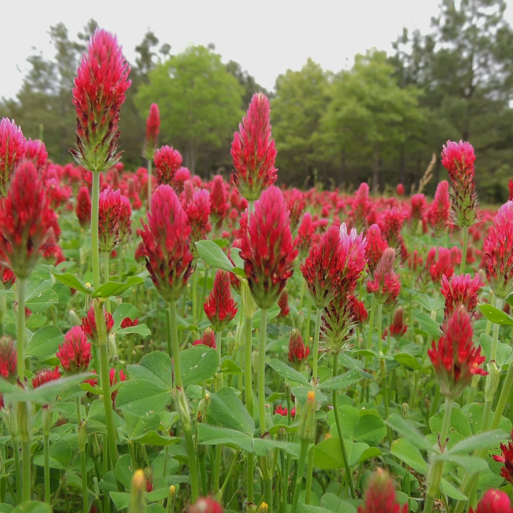 Red Crimson Clover Seeds - 100 Count Pack - Easy Grow Ground Cover - Image 6