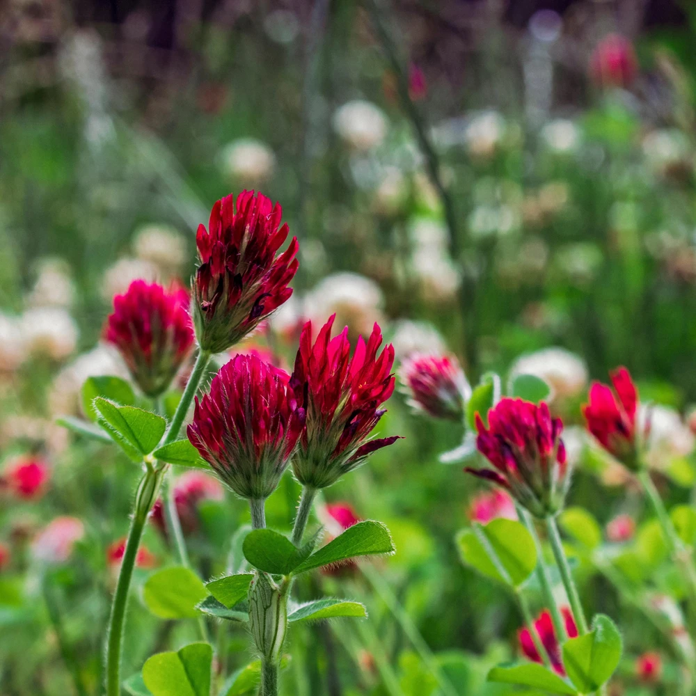 Red Crimson Clover Seeds - 100 Count Pack - Easy Grow Ground Cover - Image 7