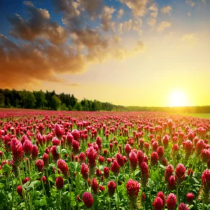 Red Crimson Clover Seeds - 100 Count Pack - Easy Grow Ground Cover - Image 8
