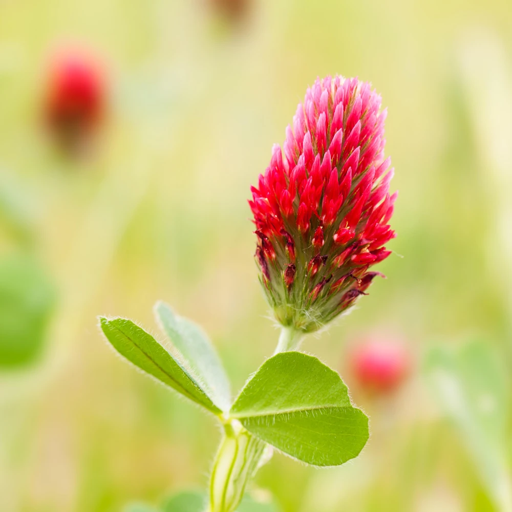 Red Crimson Clover Seeds - 100 Count Pack - Easy Grow Ground Cover - Image 9