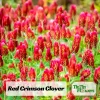 Red Crimson Clover Seeds - 100 Count Pack - Easy Grow Ground Cover - Image 1