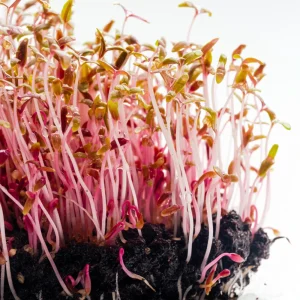 Red Garnet Amaranth Microgreen Seeds - Edible, Fast Growing, 30 Seeds - Image 10