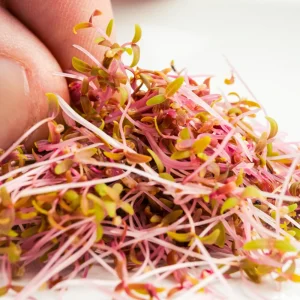 Red Garnet Amaranth Microgreen Seeds - Edible, Fast Growing, 30 Seeds - Image 11