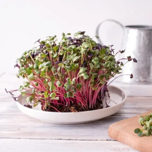 Red Garnet Amaranth Microgreen Seeds - Edible, Fast Growing, 30 Seeds - Image 12