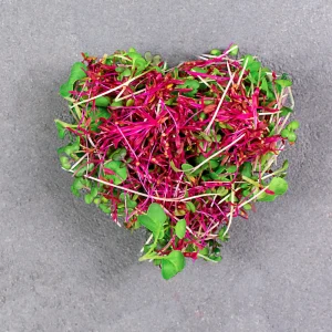Red Garnet Amaranth Microgreen Seeds - Edible, Fast Growing, 30 Seeds - Image 13