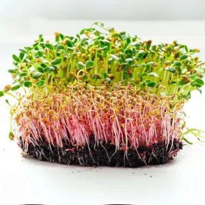 Red Garnet Amaranth Microgreen Seeds - Edible, Fast Growing, 30 Seeds - Image 14