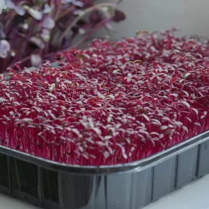 Red Garnet Amaranth Microgreen Seeds - Edible, Fast Growing, 30 Seeds - Image 15