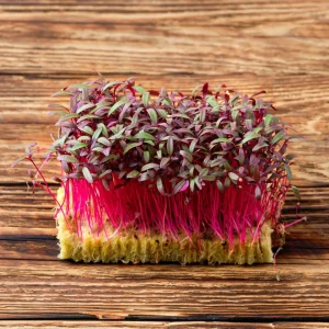 Red Garnet Amaranth Microgreen Seeds - Edible, Fast Growing, 30 Seeds - Image 16