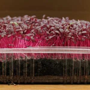 Red Garnet Amaranth Microgreen Seeds - Edible, Fast Growing, 30 Seeds - Image 2