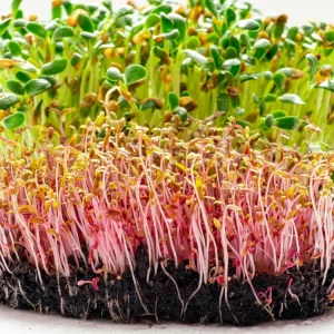 Red Garnet Amaranth Microgreen Seeds - Edible, Fast Growing, 30 Seeds - Image 3