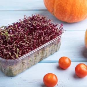 Red Garnet Amaranth Microgreen Seeds - Edible, Fast Growing, 30 Seeds - Image 4