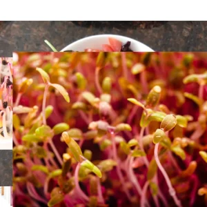 Red Garnet Amaranth Microgreen Seeds - Edible, Fast Growing, 30 Seeds - Image 5